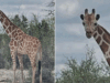 Girafa desaparecida de 1.200 libras que Gracie encontrou 2 semanas depois de se afastar do rancho em busca viral