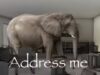 Provérbio indonésio da época: ‘Um elefante no canto do olho não é visto, mas uma formiga do outro lado do oceano é vista’