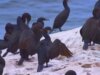 Natureza: Cormorões na Califórnia