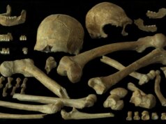 Os últimos neandertais não foram os desastres genéticos que pensávamos