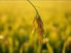 Provérbio malaio do dia sobre humildade e resiliência: Siga a natureza da planta do arroz; quanto mais grãos ela produz, mais ela se curva