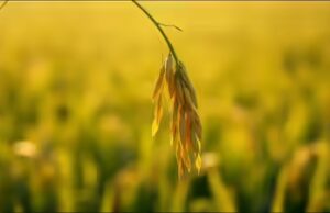 Provérbio malaio do dia sobre humildade e resiliência: Siga a natureza da planta do arroz; quanto mais grãos ela produz, mais ela se curva