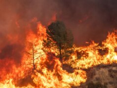 O tipo mais mortal de incêndio florestal agora domina as florestas da Califórnia