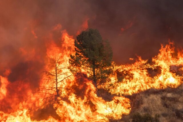 tree-engulfed-in-flames-1280x853.jpg