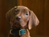 ‘Scooby-Doo: Origins’ revela seu filhote solucionador de mistérios, e ele é um menino muito bom