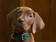 ‘Scooby-Doo: Origins’ revela seu filhote solucionador de mistérios, e ele é um menino muito bom