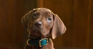 ‘Scooby-Doo: Origins’ revela seu filhote solucionador de mistérios, e ele é um menino muito bom