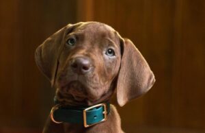 ‘Scooby-Doo: Origins’ revela seu filhote solucionador de mistérios, e ele é um menino muito bom