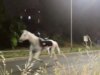 Fogos de artifício supostamente provocam uma debandada em massa de cavalos pelas ruas de Roma, ferindo vários soldados