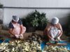 Vendedores de beira de estrada que se tornaram exportadores: os agricultores ‘numerados’ de Meghalaya colhem frutos do trabalho