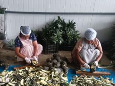 Vendedores de beira de estrada que se tornaram exportadores: os agricultores ‘numerados’ de Meghalaya colhem frutos do trabalho