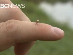 A culpa é da chuva: chuvas recordes em Edmonton trarão monções de mosquitos