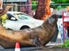 Autoridades australianas pedem aos fãs que respeitem a privacidade de Neil, uma foca de 1.000 kg, que não respeita nada