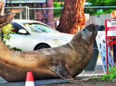 Autoridades australianas pedem aos fãs que respeitem a privacidade de Neil, uma foca de 1.000 kg, que não respeita nada