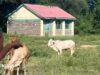 Mais vacas do que alunos – o que está por detrás do encerramento em massa de escolas nas zonas rurais do Quénia?