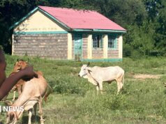 Mais vacas do que alunos – o que está por detrás do encerramento em massa de escolas nas zonas rurais do Quénia?
