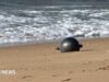 Agência espacial australiana encontrou ‘fonte provável’ de bolas espaciais misteriosas