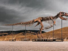 Não posso pagar por este T. Rex em leilão na Sotheby’s. O lance inicial é de US$ 19 milhões