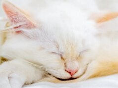 Um gatinho desaparecido andava sob o capô de um carro. AI a trouxe para casa
