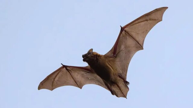 bat-exposure-rabies.jpg