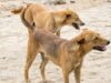 Moradores de cidade etíope forçados a matar centenas de seus próprios cães após mortes por raiva
