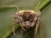 Cientistas encontraram uma aranha na Amazônia que se parece tão perfeitamente com um fungo parasita que primeiro a confundiram com um cogumelo