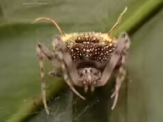 Cientistas encontraram uma aranha na Amazônia que se parece tão perfeitamente com um fungo parasita que primeiro a confundiram com um cogumelo