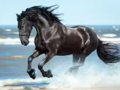 Provérbio espanhol da época: ‘Não olhe para os dentes de um cavalo talentoso’