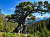 A árvore do quebra-cabeça do macaco: a antiga árvore nacional do Chile que pode viver por 2.000 anos
